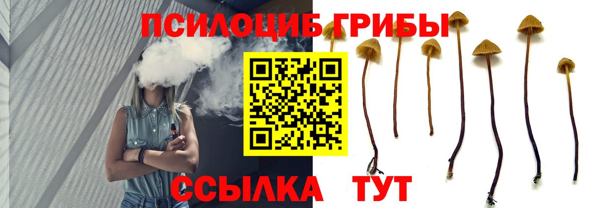 Псилоцибиновые грибы Psilocybe Дмитров